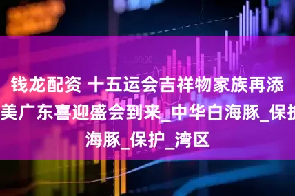 钱龙配资 十五运会吉祥物家族再添丁！绿美广东喜迎盛会到来_中华白海豚_保护_湾区
